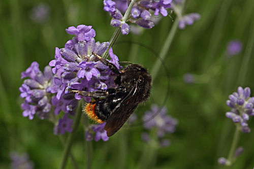 Steinhummel