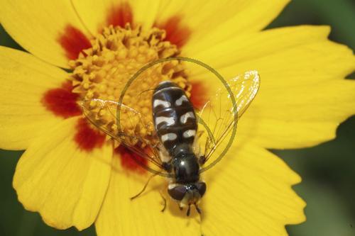 Späte Grossstirnschwebfliege
