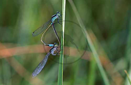 Große Pechlibelle