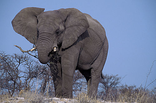 Afrikanischer Elefant