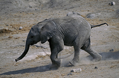 Afrikanischer Elefant