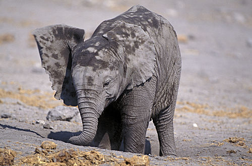 Afrikanischer Elefant
