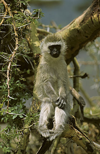Grüne Meerkatze