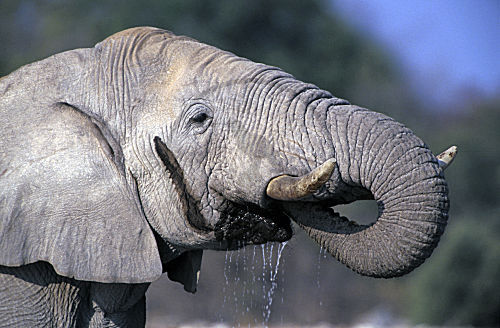 Afrikanischer Elefant