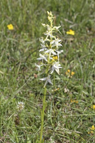Grünliche Waldhyazinthe