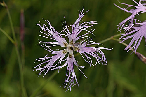Prachtnelke