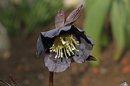 Schwarze Christrose