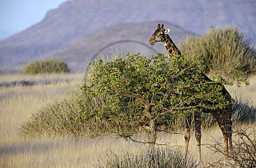 Giraffe