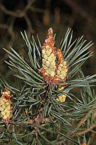 Waldkiefer