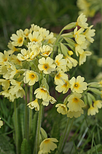 Wald-Schlüsselblume