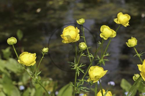 Trollblume