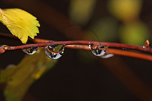 Wassertropfen