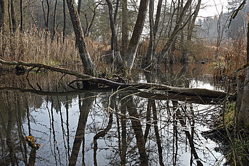 Sippenauer Moor