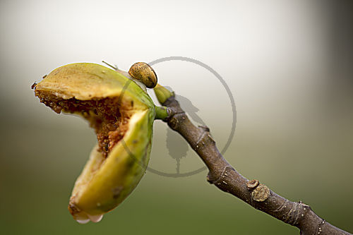 Schnecke an Feige