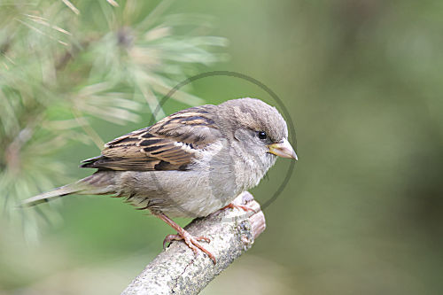 Haussperling