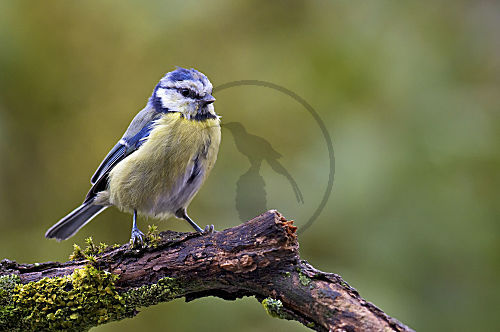Blaumeise