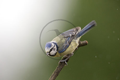 Blaumeise
