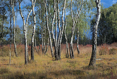 Landschaft im Gebiet Mariapeel, Niederlande