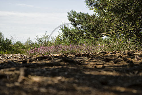 Neustetter Moor 2