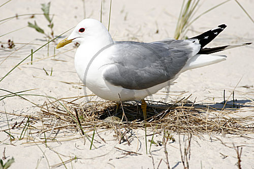 Sturmmöwe
