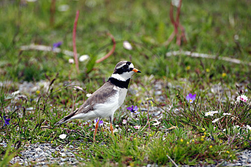 Sandregenpfeifer