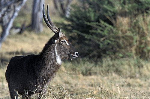 Wasserbock
