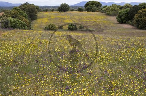 Blumenwiese in Extremadura
