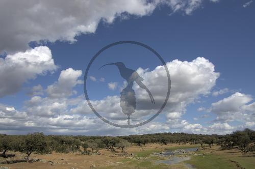 Dehesa Landschaft in Extremadura