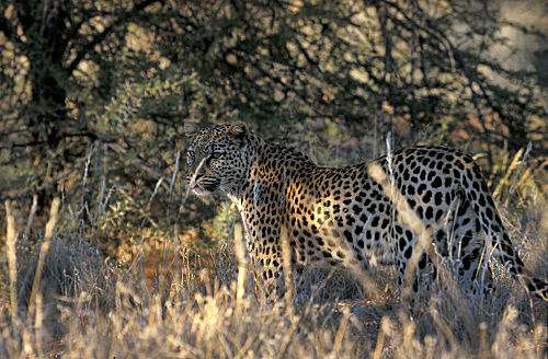 Leopard