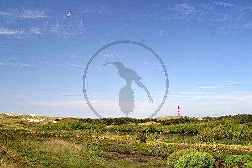 Dünenlandschaft Amrum