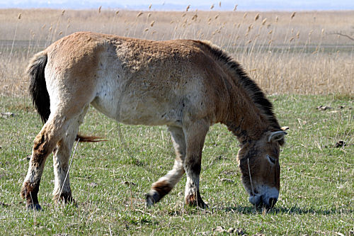 Przewalskipferd