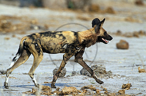 Afrikanischer Wildhund