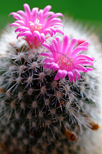 Kakteenblüte