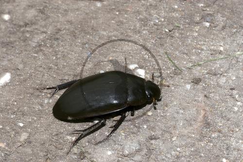 Grosser Kolbenwasserkäfer