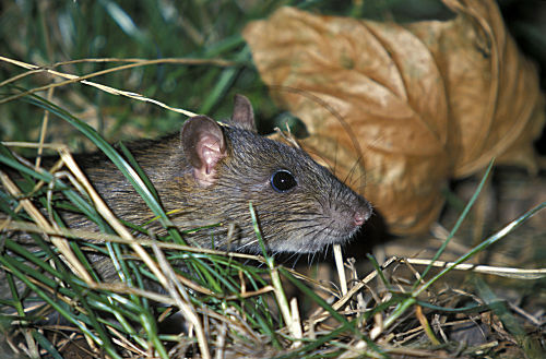 Wanderratte