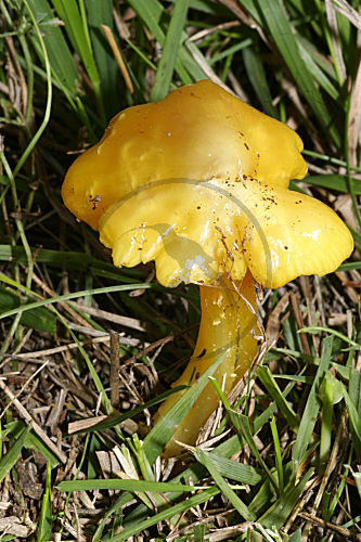 Spitzgebuckelter Saftling