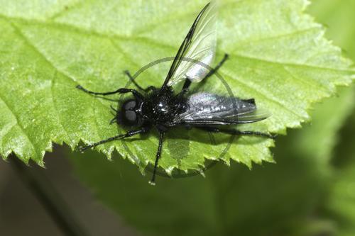 Märzmücke