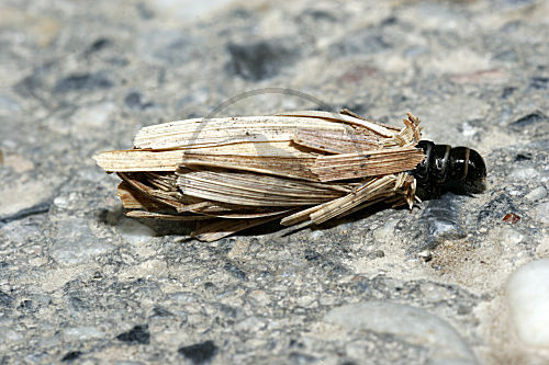 Köcherfliege
