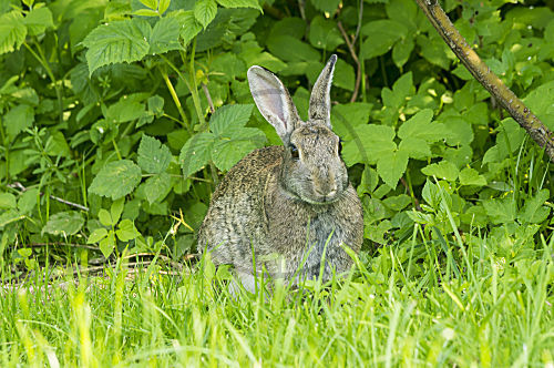 Wildkaninchen