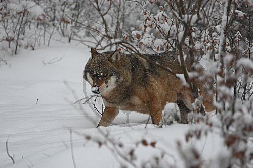 Wolf