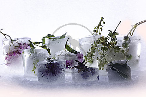 Eisblumen
