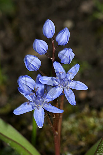 Zweiblättriger Blaustern