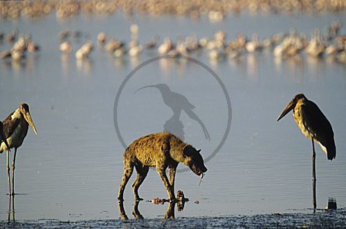 Tüpfelhyäne beim Fressen eines Flamingos