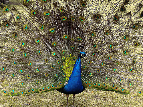 Pfau