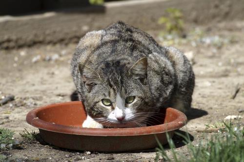 Katze