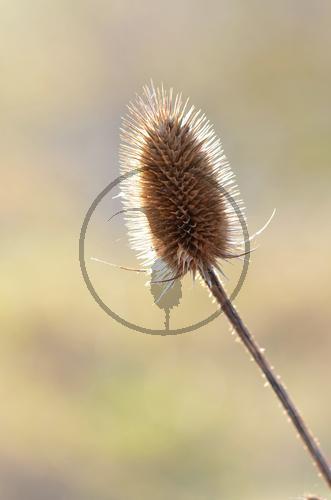Samenstand Wilde Karde
