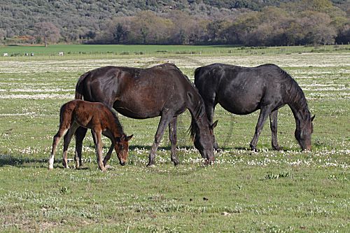 Marema Pferd