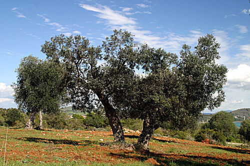 Olivenbaum