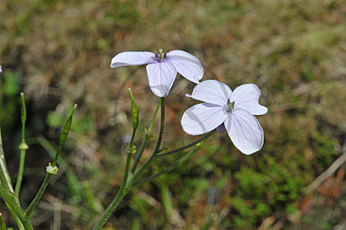 Ausdauerndes Silberblatt