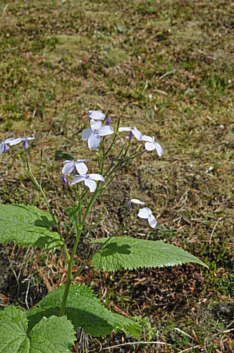 Ausdauerndes Silberblatt